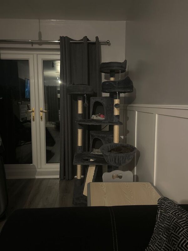 British Shorthair kittens for sale in Mexborough, South Yorkshire – 1 year old - Image 5 of 5