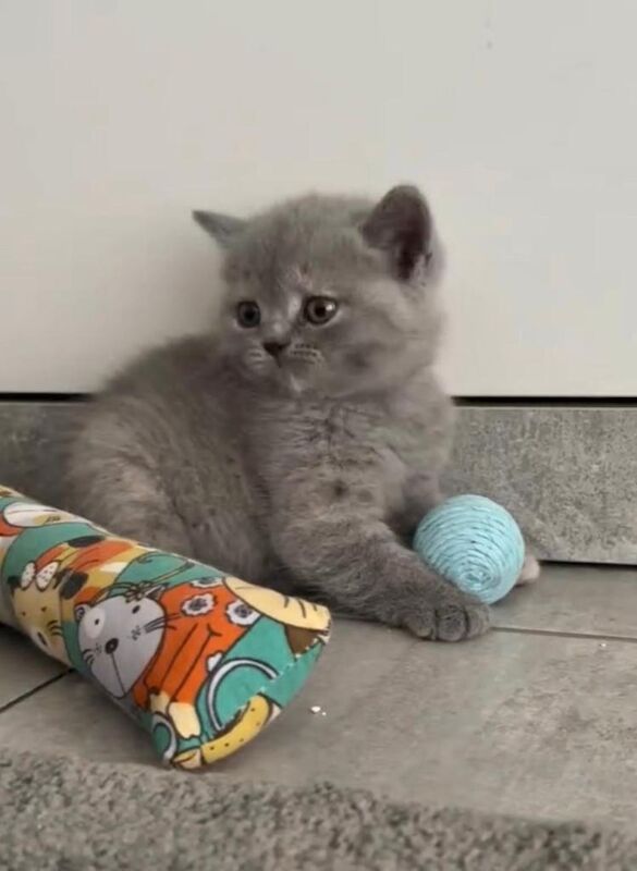 Beautiful Grey Kittens
