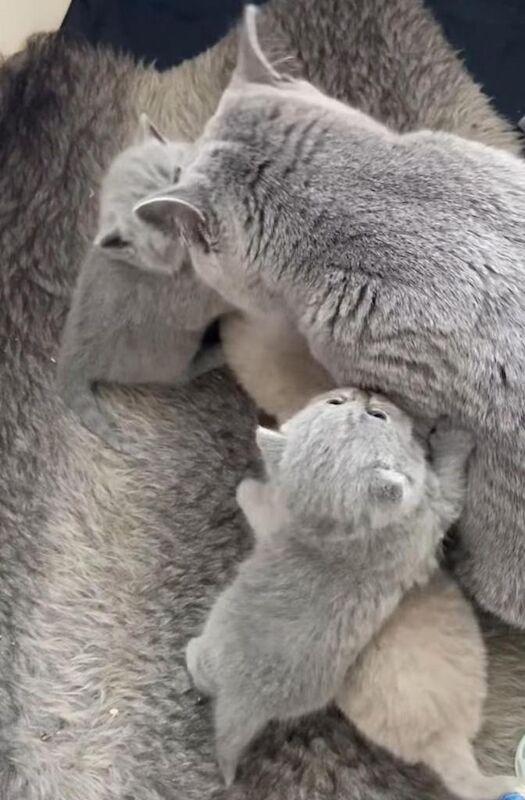 Beautiful Grey Kittens - Image 2 of 2