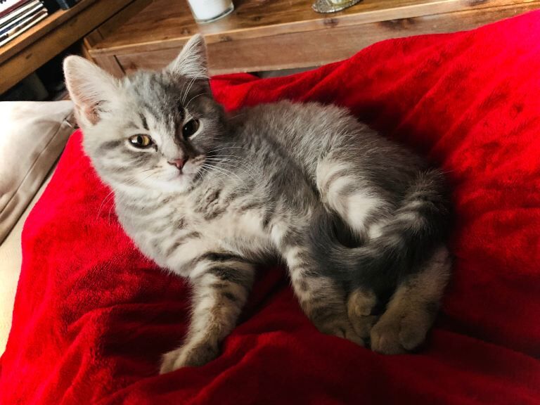 British Shorthair kittens for sale in Bury, Manchester – 3 months old