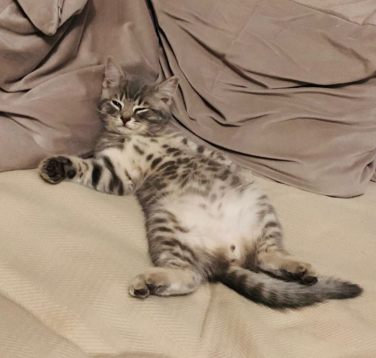 British Shorthair kittens for sale in Bury, Manchester – 3 months old - Image 3 of 6