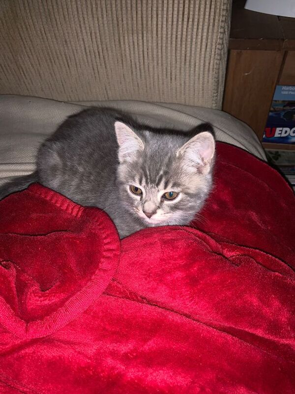 British Shorthair kittens for sale in Bury, Manchester – 3 months old - Image 4 of 6