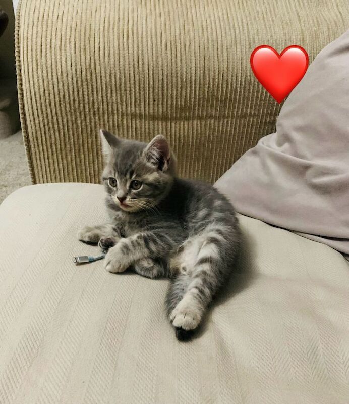 British Shorthair kittens for sale in Bury, Manchester – 3 months old - Image 5 of 6