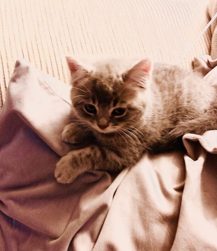 British Shorthair kittens for sale in Bury, Manchester – 3 months old - Image 6 of 6