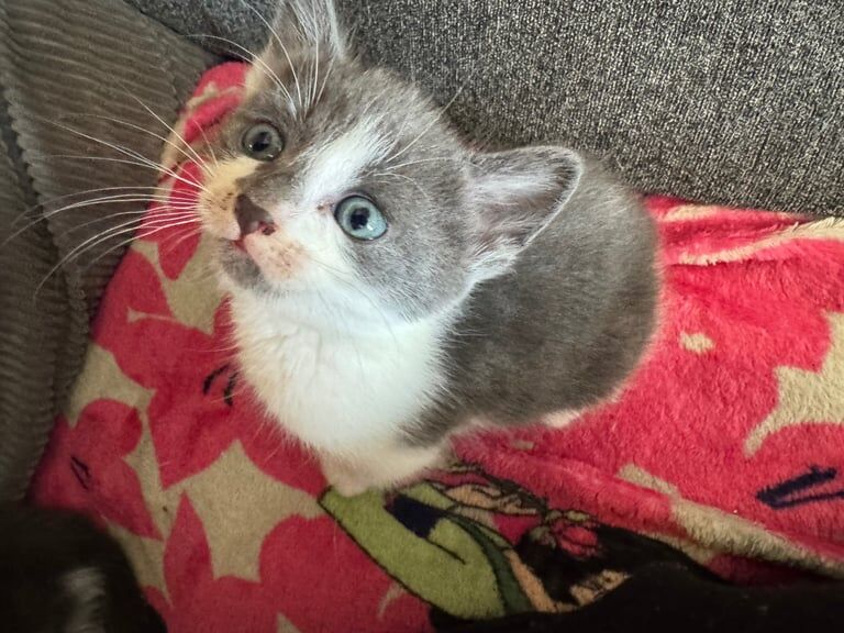 Beautiful grey tabby kittens for sale in Eccles, Greater Manchester | Image 2