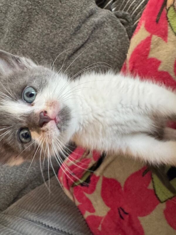 Beautiful grey tabby kittens for sale in Eccles, Greater Manchester | Image 3