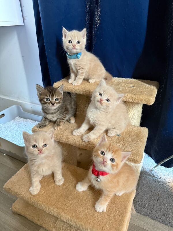British Shorthair kittens for sale in Oxford, Oxfordshire – 6 weeks old