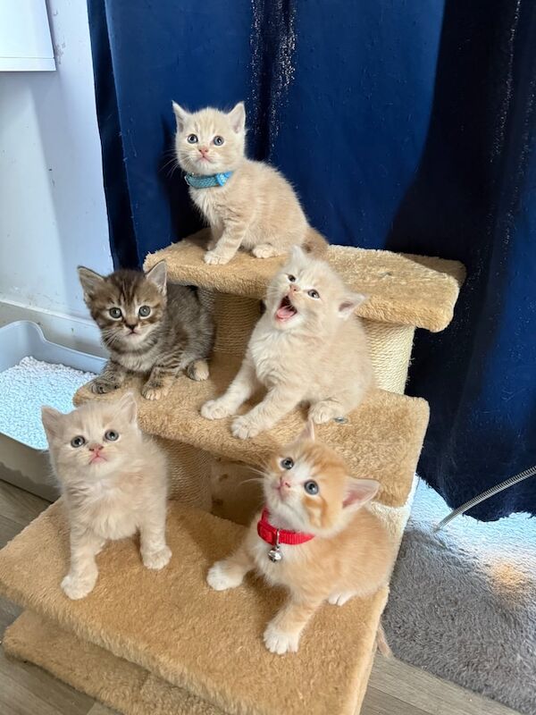 British Shorthair kittens for sale in Oxford, Oxfordshire – 6 weeks old - Image 2 of 3