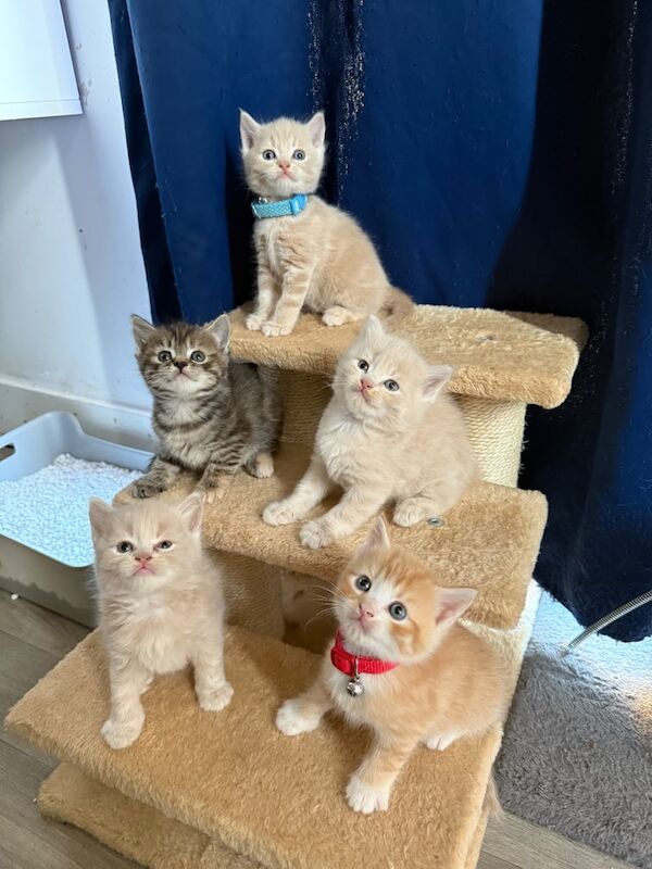 British Shorthair kittens for sale in Oxford, Oxfordshire – 6 weeks old - Image 3 of 3