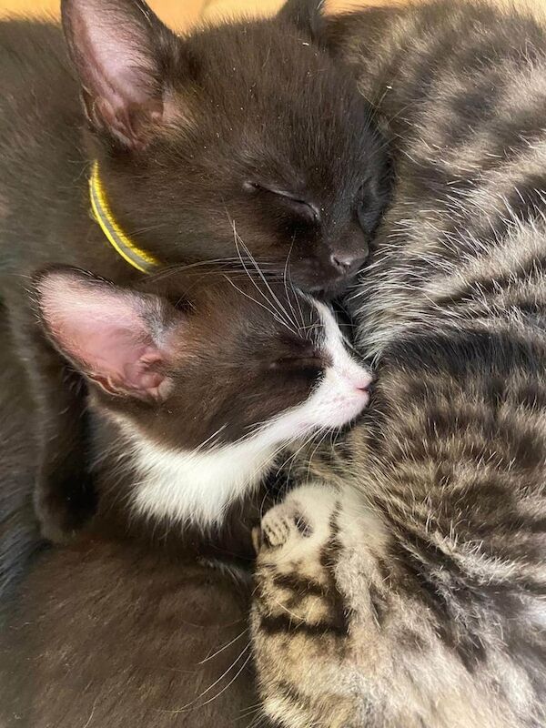 British Shorthair kittens for sale in Newbury, Berkshire – 7 weeks old