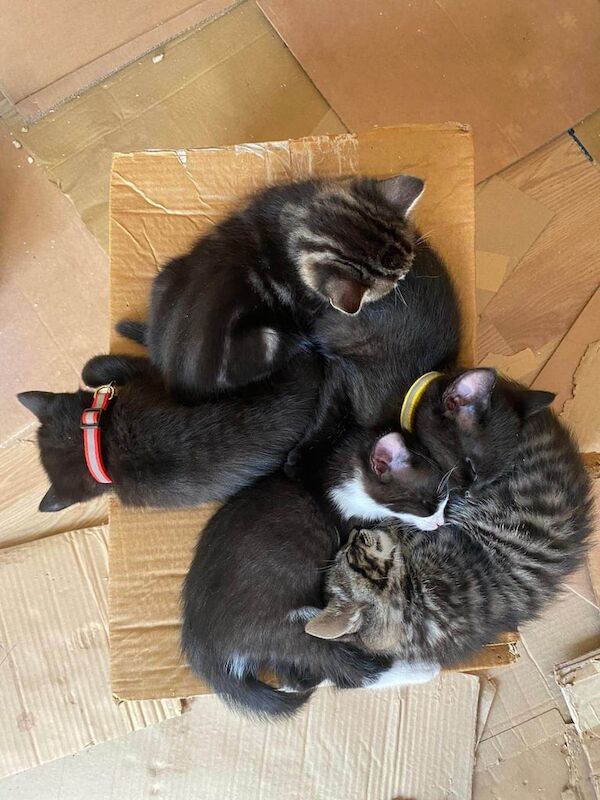 British Shorthair kittens for sale in Newbury, Berkshire – 7 weeks old - Image 2 of 3