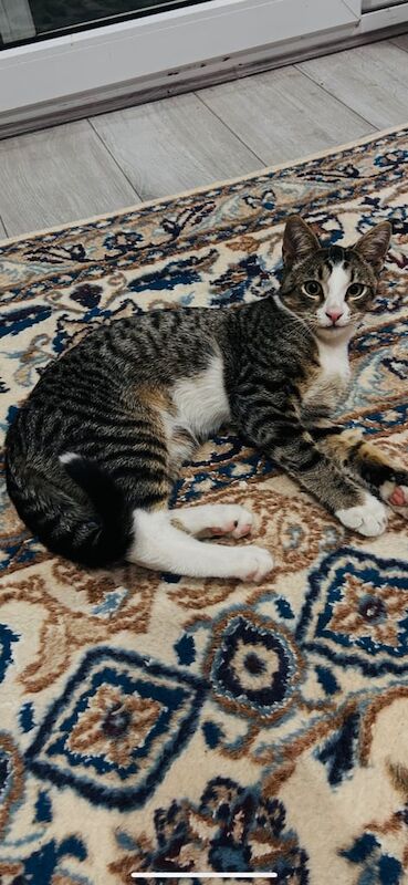British Shorthair kittens for sale in Wembley, Greater London – 8 weeks old