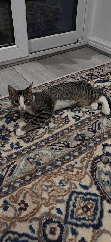 British Shorthair kittens for sale in Wembley, Greater London – 8 weeks old - Image 2 of 3