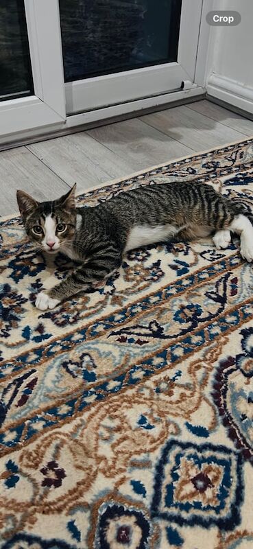 British Shorthair kittens for sale in Wembley, Greater London – 8 weeks old - Image 3 of 3