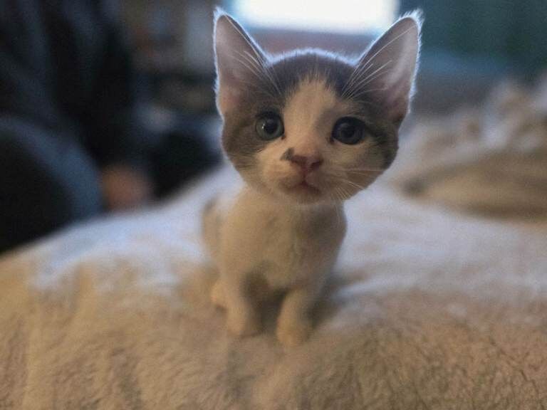 British Shorthair Kittens For Sale Under £300