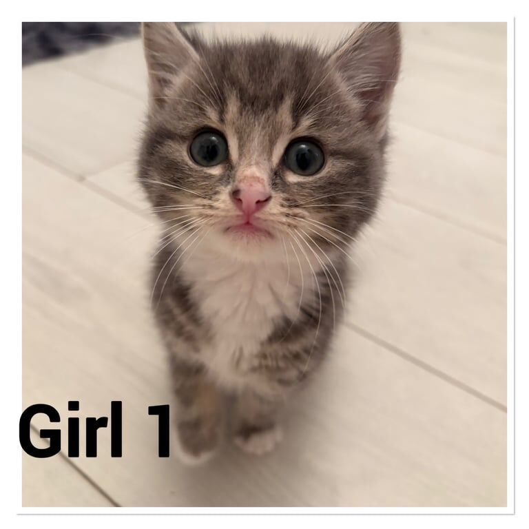 Beautiful kittens for sale in East Boldon, Tyne and Wear
