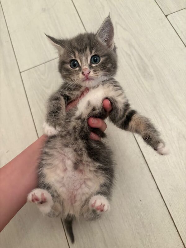 British Shorthair kittens for sale in East Boldon, Tyne and Wear – 9 months old - Image 2 of 3