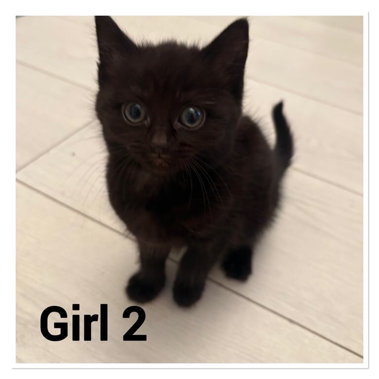 British Shorthair kittens for sale in East Boldon, Tyne and Wear – 9 months old - Image 3 of 3