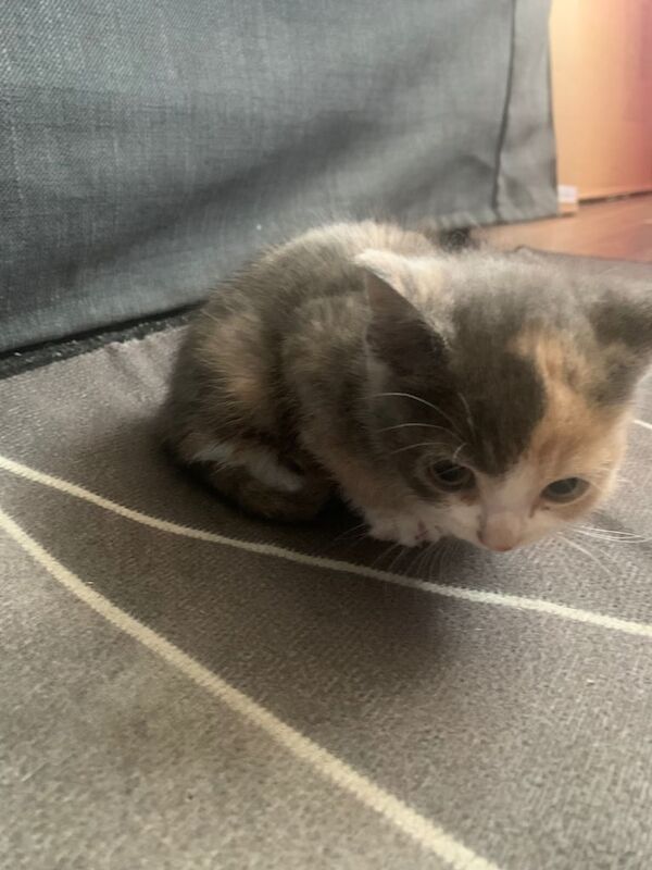 Beautiful kittens for sale in Shoreham-by-Sea, West Sussex