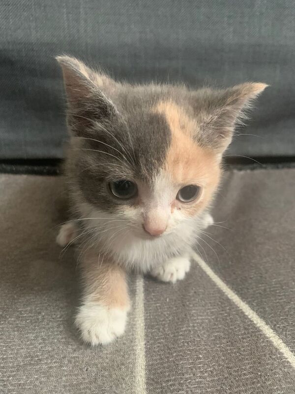 Beautiful kittens for sale in Shoreham-by-Sea, West Sussex | Image 2