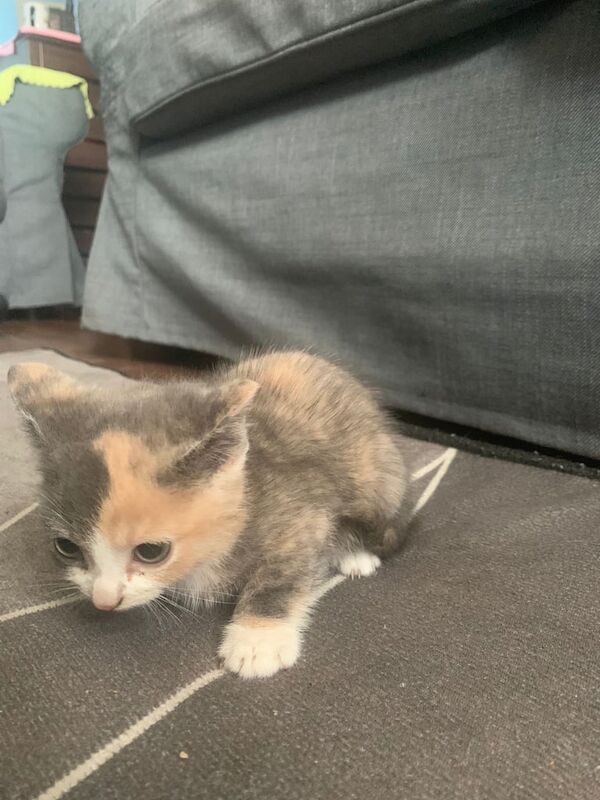 Beautiful kittens for sale in Shoreham-by-Sea, West Sussex | Image 3