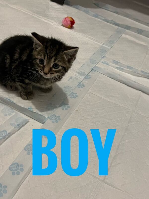 Beautiful kittens for sale in Stoke-on-Trent, Staffordshire