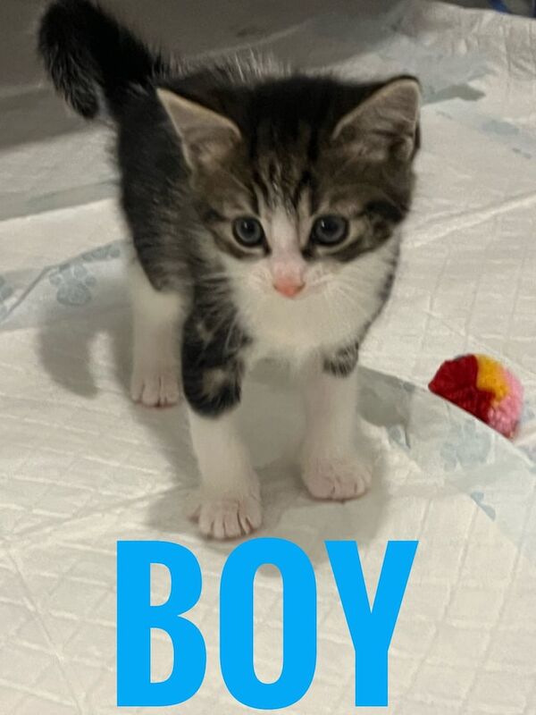 Beautiful kittens for sale in Stoke-on-Trent, Staffordshire | Image 2