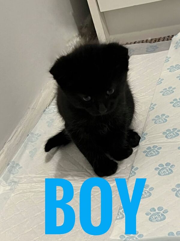 Beautiful kittens for sale in Stoke-on-Trent, Staffordshire | Image 3