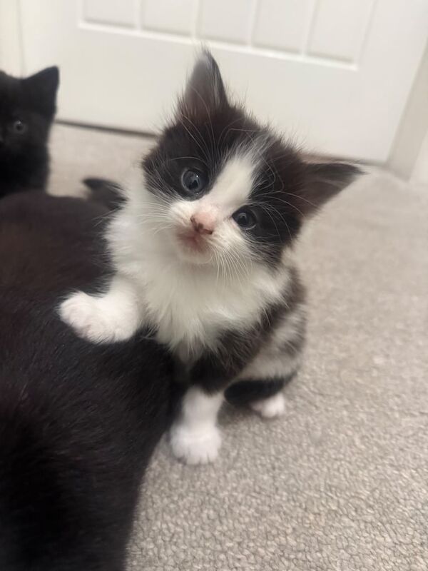 Beautiful kittens for sale in Solihull, West Midlands