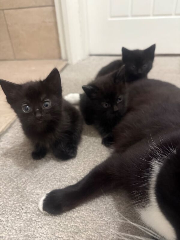 British Shorthair kittens for sale in Solihull, West Midlands – 10 months old - Image 2 of 3