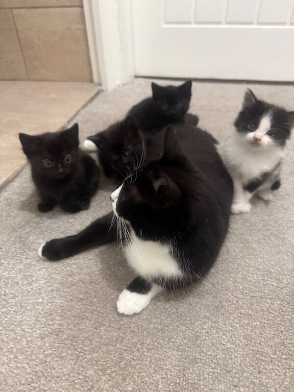 British Shorthair kittens for sale in Solihull, West Midlands – 10 months old - Image 3 of 3