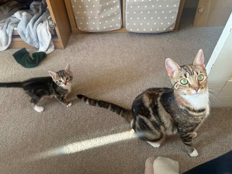 British Shorthair kittens for sale in Eastleigh, Hampshire – 6 weeks old