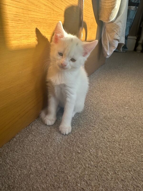 British Shorthair kittens for sale in Eastleigh, Hampshire – 6 weeks old - Image 2 of 3