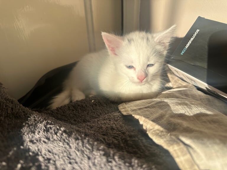 British Shorthair kittens for sale in Eastleigh, Hampshire – 6 weeks old - Image 3 of 3