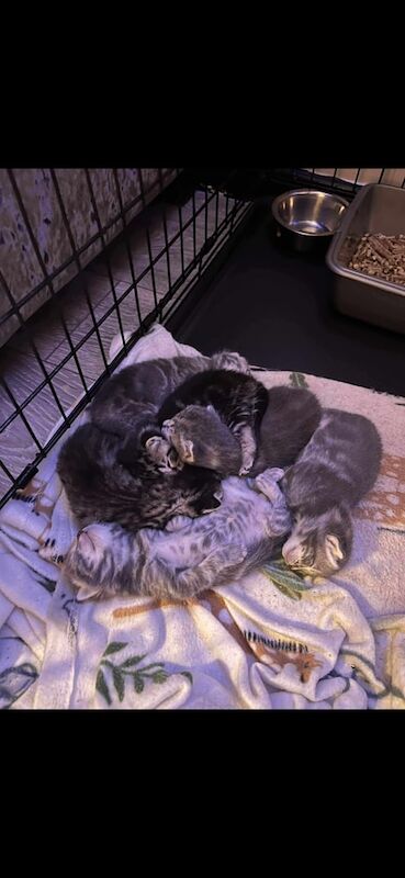 British Shorthair kittens for sale in Torquay, Devon – 2 weeks old