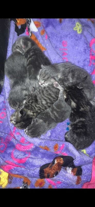 British Shorthair kittens for sale in Torquay, Devon – 2 weeks old - Image 2 of 3