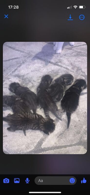 British Shorthair kittens for sale in Torquay, Devon – 2 weeks old - Image 3 of 3