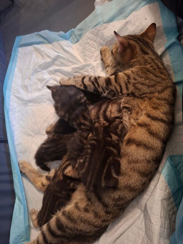 British Shorthair kittens for sale in Lancing, West Sussex – 3 weeks old
