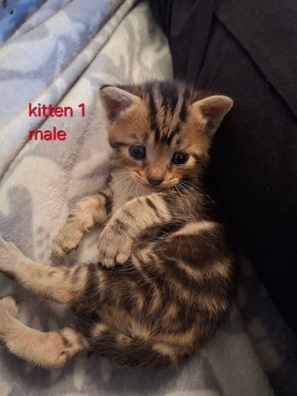 British Shorthair kittens for sale in Lancing, West Sussex – 3 weeks old - Image 2 of 3