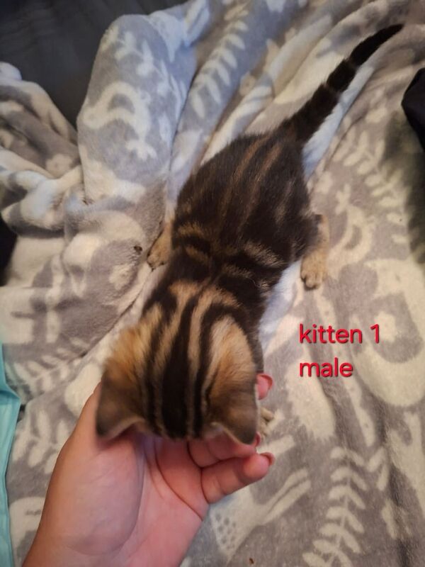 British Shorthair kittens for sale in Lancing, West Sussex – 3 weeks old - Image 3 of 3