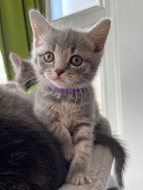 British Shorthair kittens for sale in Gillingham, Kent – 9 weeks old - Image 3 of 3