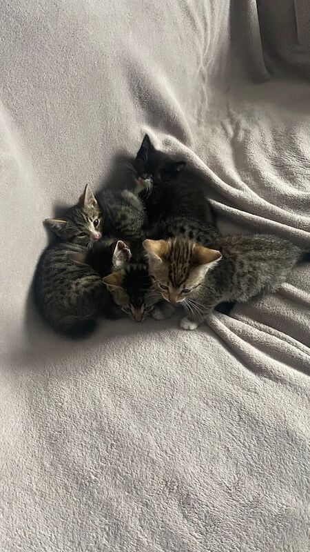 British Shorthair kittens for sale in Shoreham-by-Sea, West Sussex – 8 weeks old