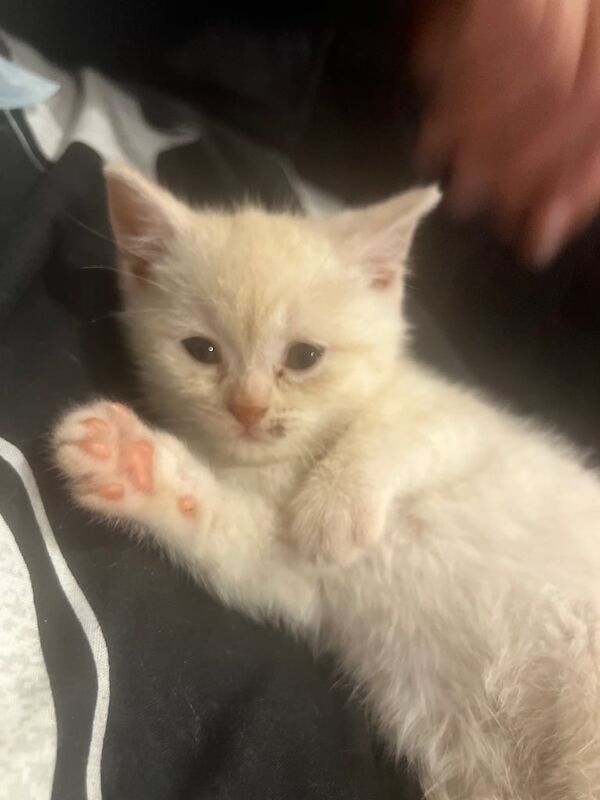 British Shorthair kittens for sale in Grays, Essex – 8 weeks old