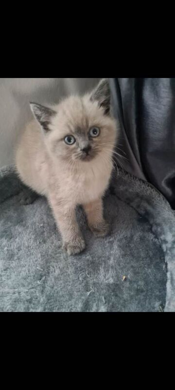 British Shorthair kittens for sale in Aston, West Midlands – 7 weeks old