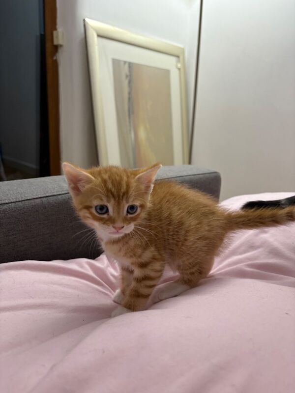 British Shorthair kittens for sale in Blackpool, Lancashire – 7 weeks old