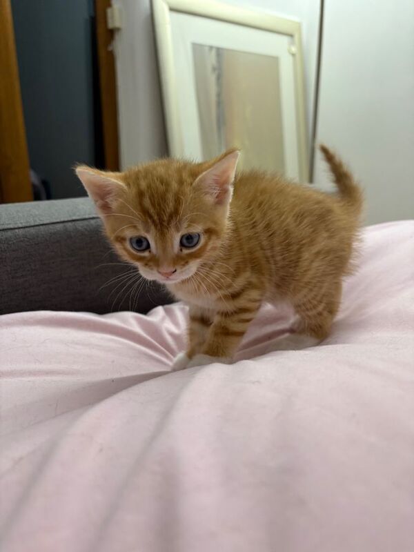 British Shorthair kittens for sale in Blackpool, Lancashire – 12 weeks old - Image 2 of 5