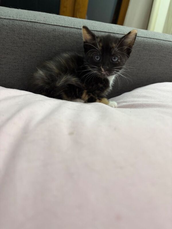 British Shorthair kittens for sale in Blackpool, Lancashire – 12 weeks old - Image 3 of 5