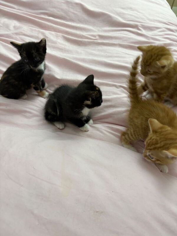 British Shorthair kittens for sale in Blackpool, Lancashire – 12 weeks old - Image 4 of 5