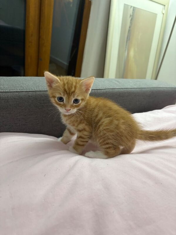 British Shorthair kittens for sale in Blackpool, Lancashire – 12 weeks old - Image 5 of 5