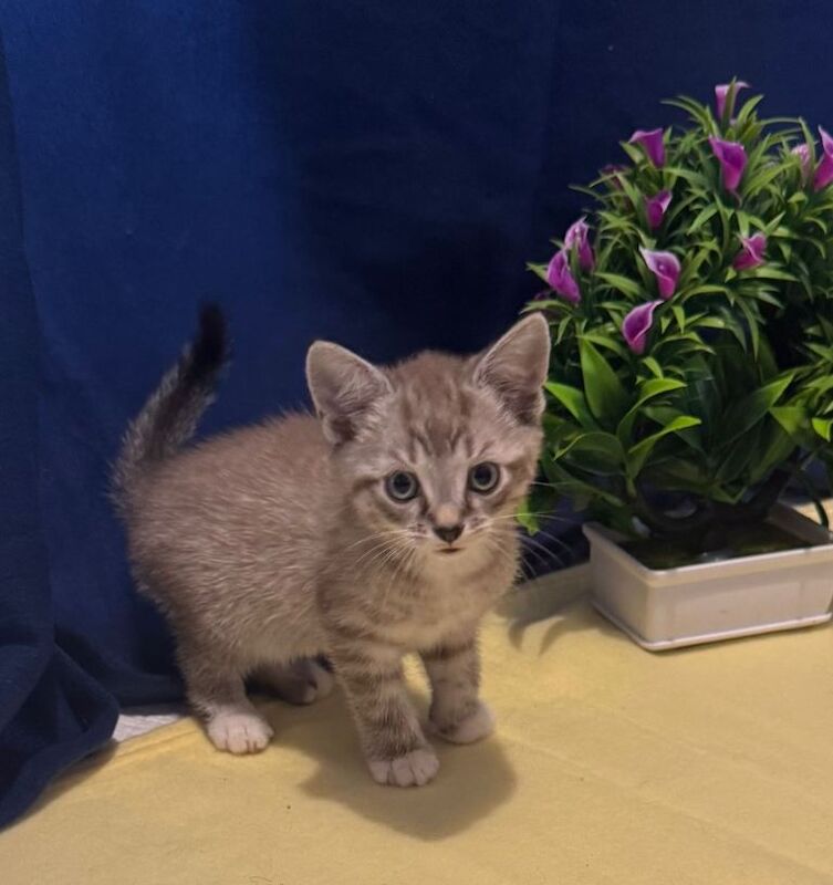 British Shorthair kittens for sale in Romford, London – 8 weeks old